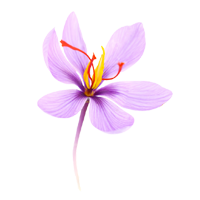 SAFFRON